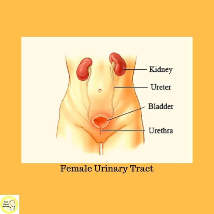 Drawing showing the Urinary organs in a woman.