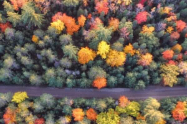 What are the chances of recurrence of Breast Cancer after chemotherapy? Aerial view iof a colorful grove of trees.