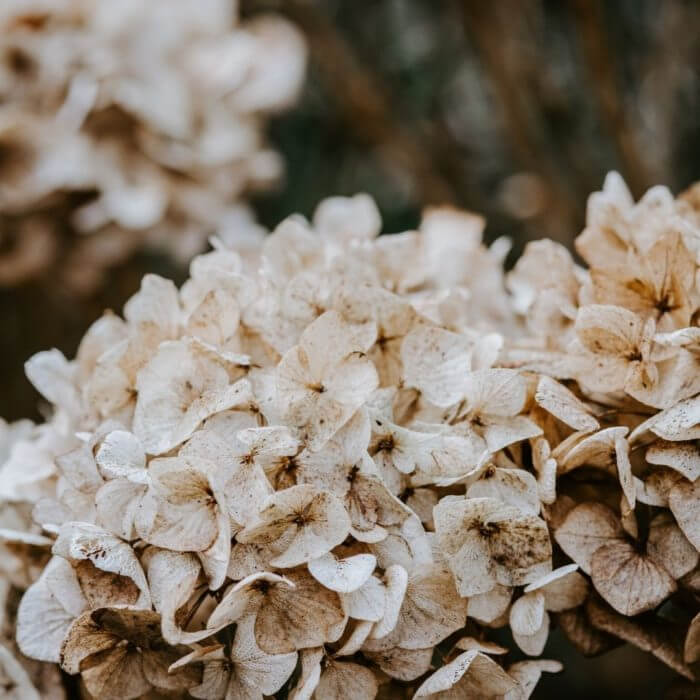Cluster-of-white-petals-on-a-flowering-plant for-childhood-fungal-infections